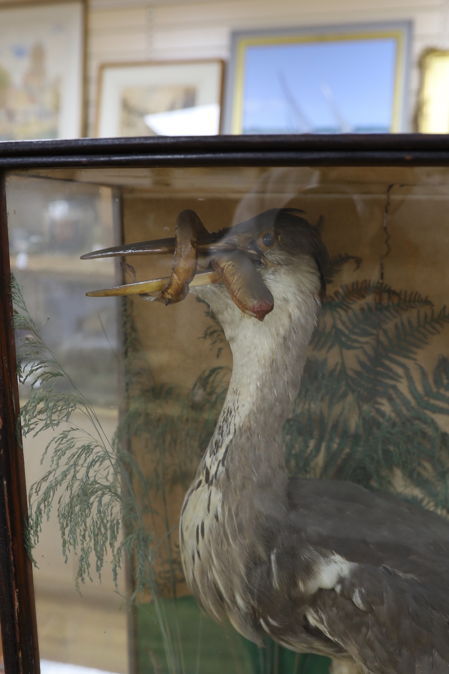 A cased taxidermic heron amongst foliage with caught eel bait, 76cm tall